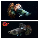 Red Dragon Halfmoon Guppy